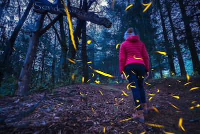 Cuánto cuesta ir al Santuario de Luciérnagas en Tlaxcala