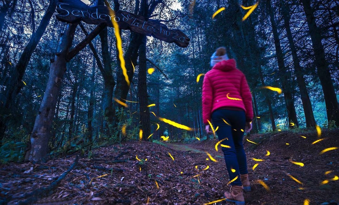 Foto: Canto del Bosque