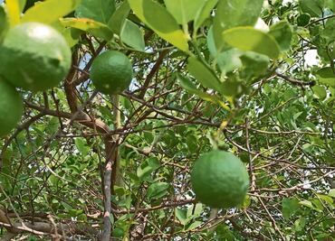 Limoneros viven una extorsión sin final