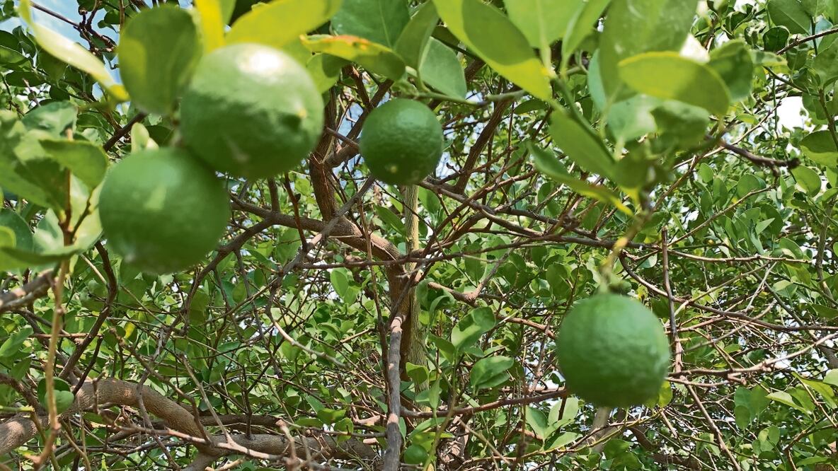 En algunas huertas los limones quedaron sin cortar y algunos productores perdieron parte de sus cosechas. Foto Carlos Arrieta