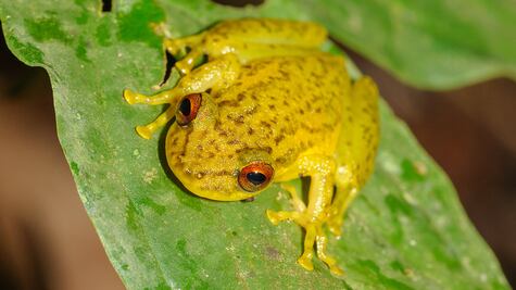 Anfibios y reptiles de México en extinción
