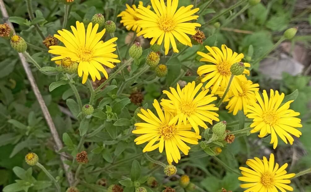 Foto: Wikimedia Commons.