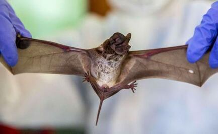 Científicos descubren un virus muy similar al Covid-19 en murciélagos de Laos