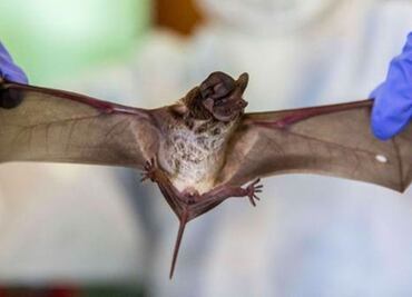 Científicos descubren un virus muy similar al Covid-19 en murciélagos de Laos