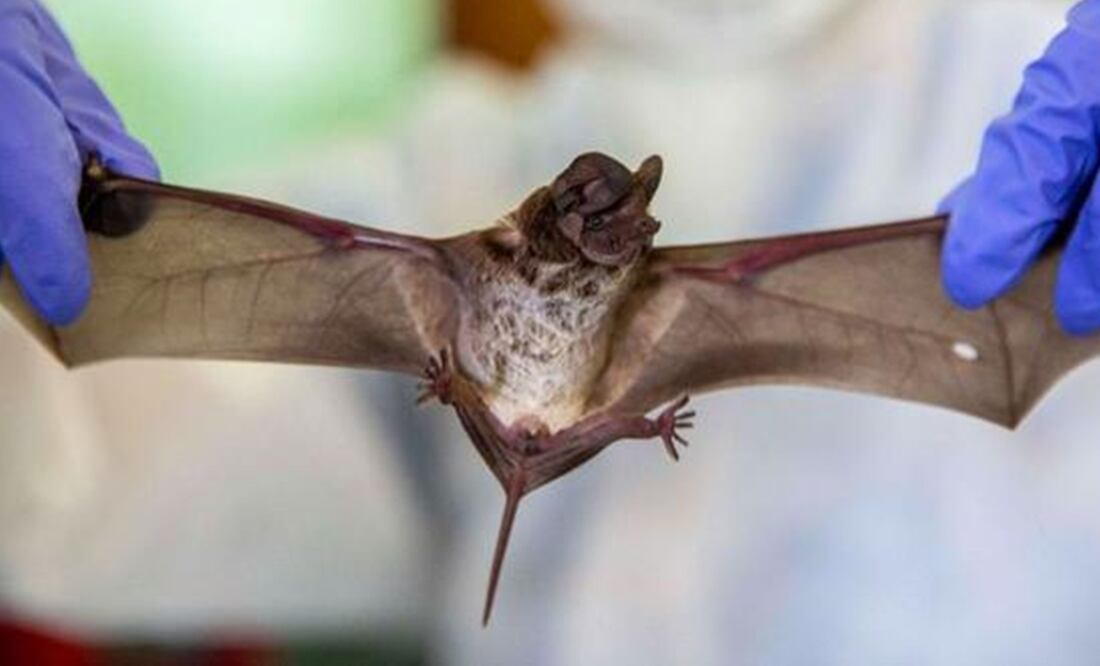 Foto: El Comercio Perú