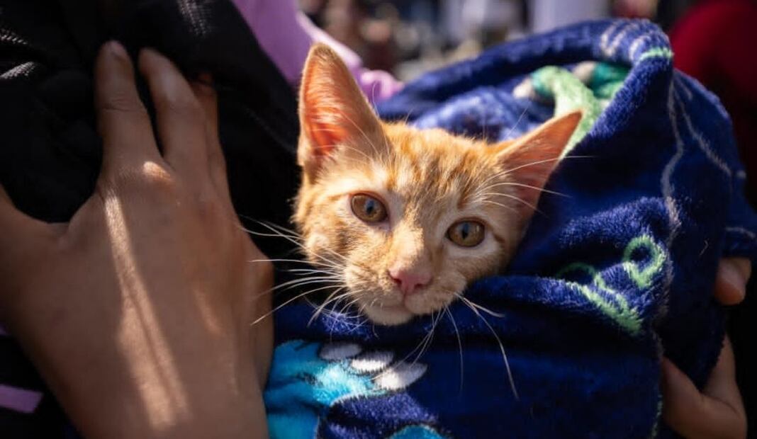 Clara Brugada lanza mega jornada de esterilización en CDMX; meta es 150 mil cirugías gratuitas en 2026. Foto: Especial