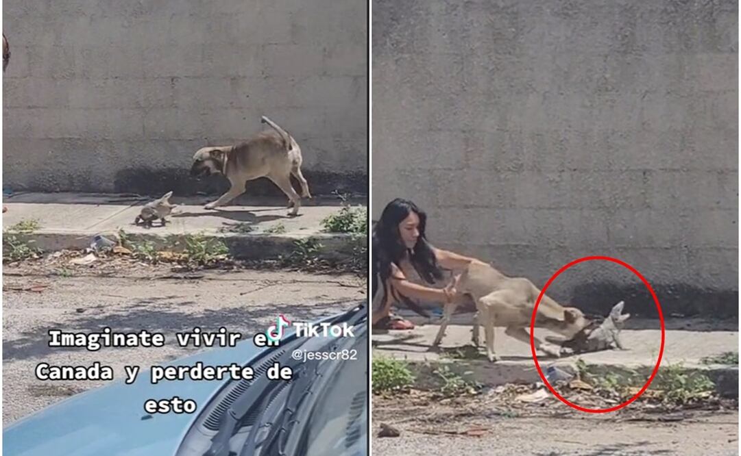 Foto: Captura de pantalla tomada de video @jesscr82