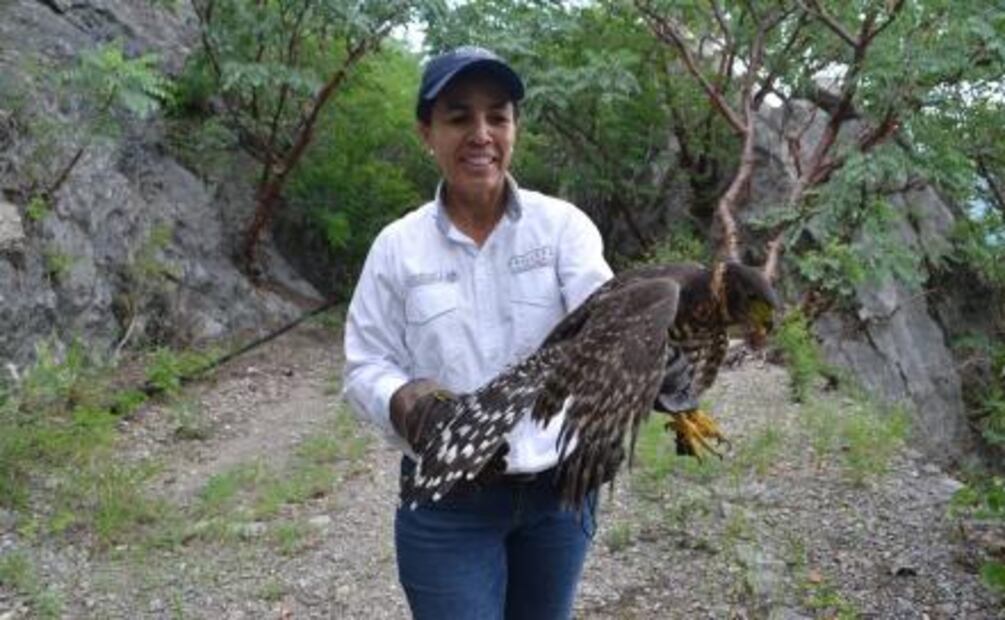 Liberan a halcón selvático de collar en Colima