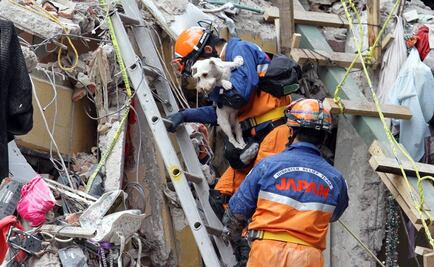 Alumnos de Veterinaria de la UNAM curaron a 100 perros heridos por sismo