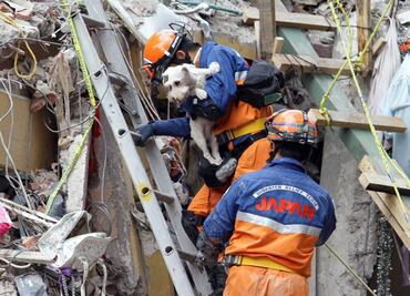 Alumnos de Veterinaria de la UNAM curaron a 100 perros heridos por sismo