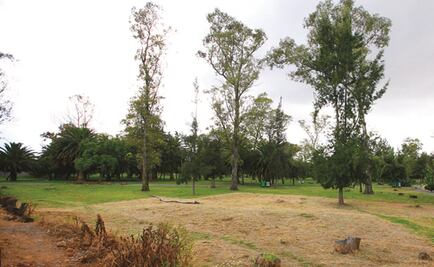 Cantidad de árboles por persona a nivel mundial