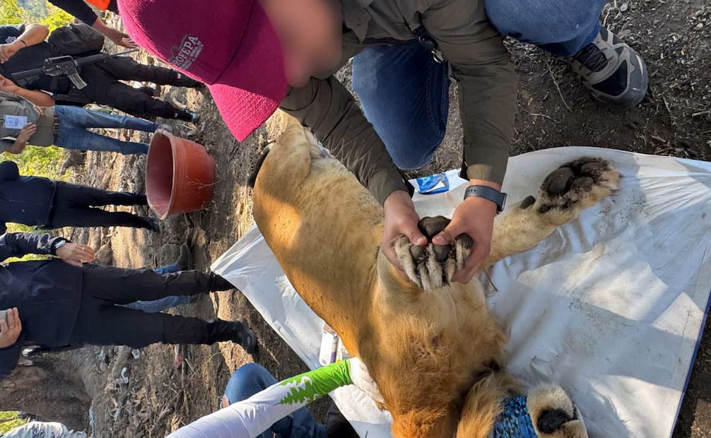 El ejemplar de león fue localizado amarrado a un árbol, aparentemente abandonado, en un predio de Nayarit. Foto: Profepa