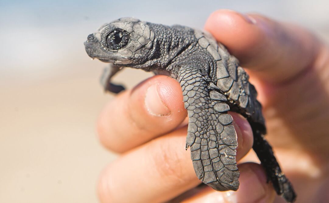 Foto: Archivo/ EL UNIVERSAL