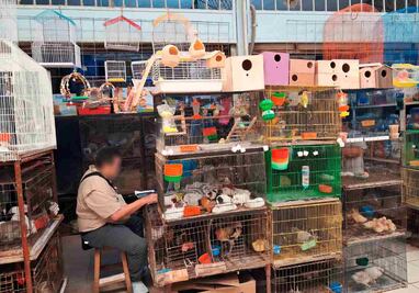 Profepa asegura 34 ejemplares de fauna silvestre en Yucatán; eran vendidos en mercado de Mérida