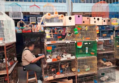 Profepa asegura 34 ejemplares de fauna silvestre en Yucatán; eran vendidos en mercado de Mérida