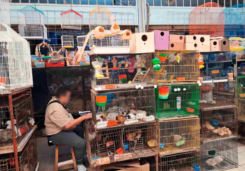 La Profepa aseguró 34 ejemplares de fauna silvestre que eran comercializados en locales del mercado Lucas de Gálvez, en Mérida. Foto: Especial