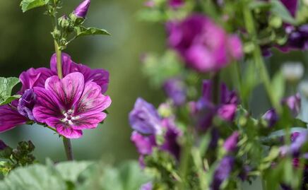 Disfruta los beneficios de la infusión de malva