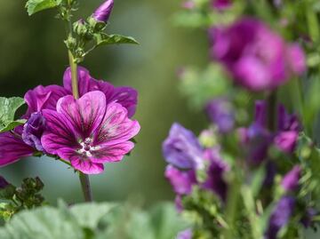 Disfruta los beneficios de la infusión de malva