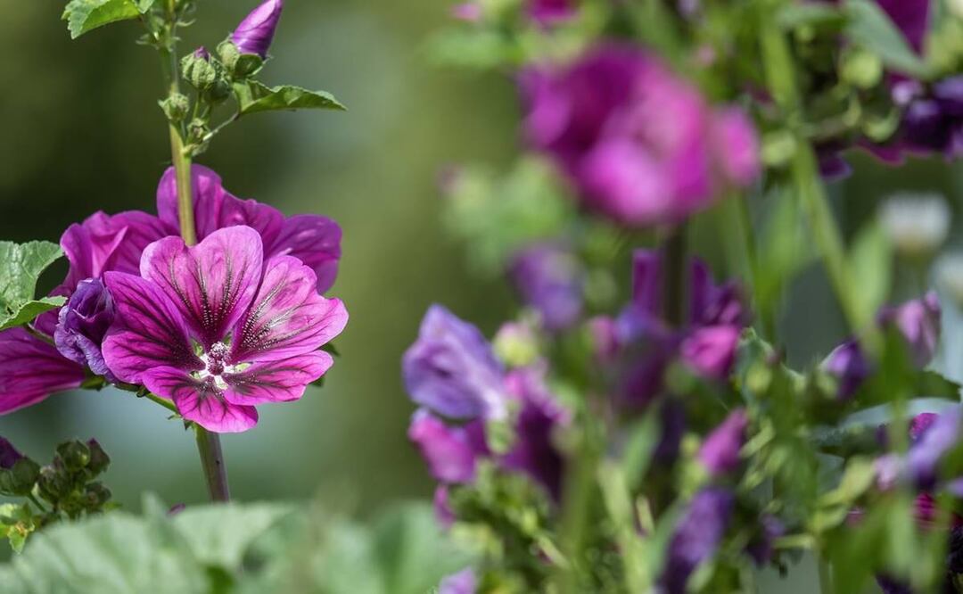 Foto: Couleur / Pixabay