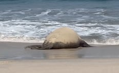 "Panchito" el elefante marino que ha causado sensación en Nayarit, se encuentra en playas de Bahía de Banderas