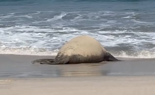 "Panchito" el elefante marino que ha causado sensación en Nayarit, se encuentra en playas de Bahía de Banderas; piden a gente no acercarse