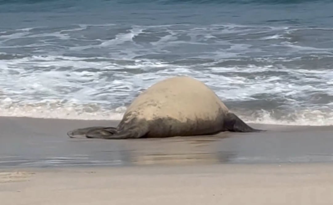 El elefante marino salió nuevamente, ahora en playa Careyeros, ubicada en Punta Mita,  Municipio de Bahía de Banderas, Nayarit (31/01/26). Foto: Captura/Profepa