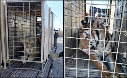 Tras cierre de santuario en Culiacán, suman cerca de 200 animales trasladados a centro natural en Mazatlán 