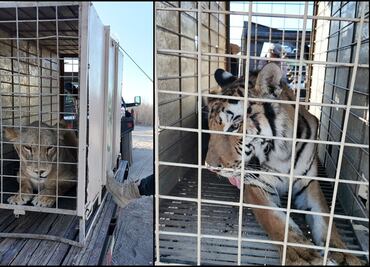 Tras cierre de santuario en Culiacán, suman cerca de 200 animales trasladados a centro natural en Mazatlán