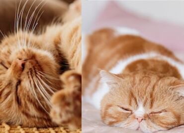 Esta es la cantidad de horas que duerme un gato por día, según experta