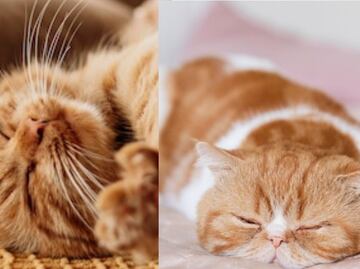 Esta es la cantidad de horas que duerme un gato por día, según experta