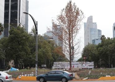 Prevén que ahuehuete de Paseo de la Reforma recupere su follaje en febrero