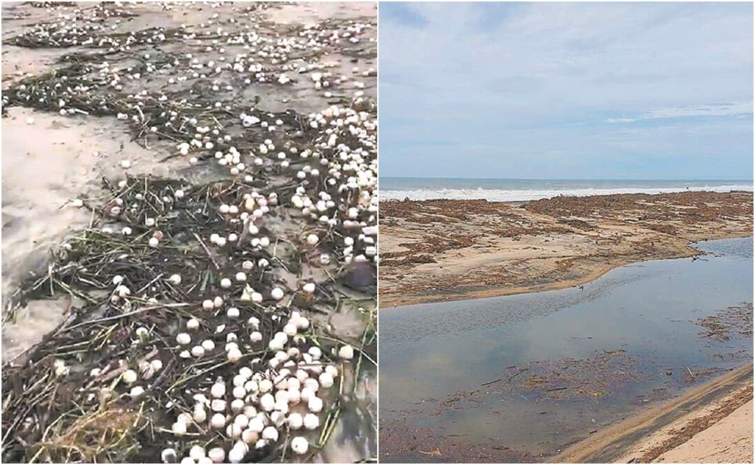 Los fuertes vientos provocaron daños a las nidadas in situ en los campamentos tortugueros de las playas La Escobilla y Morro Ayuta. Foto: CORTESÍA DIARIO EL FORTÍN