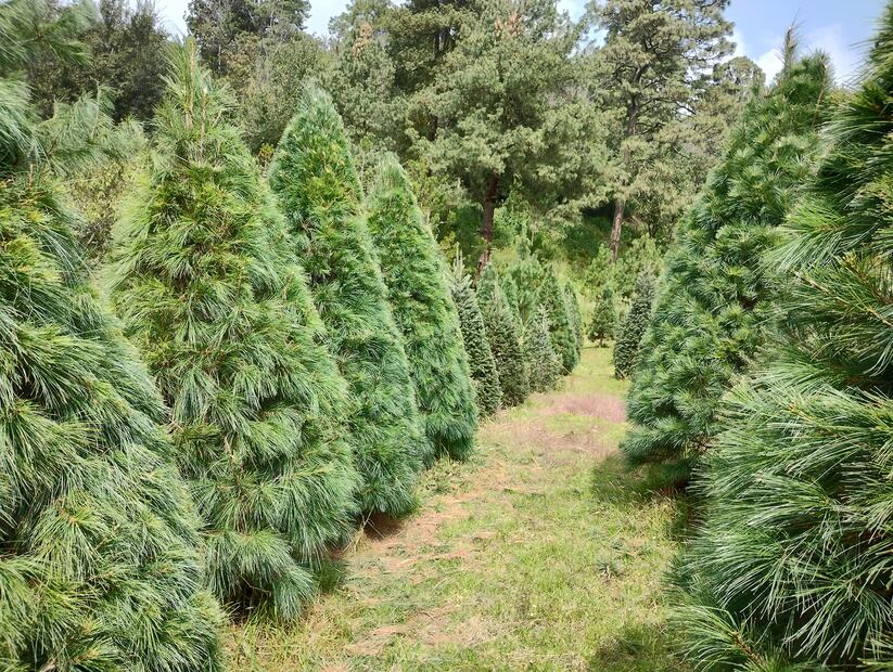 Foto: Facebook Bosque Esmeralda