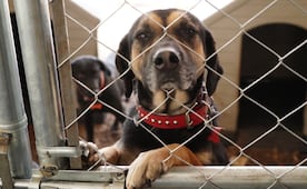 ¿Te interesa tener un lomito?; te decimos cuál es el proceso para adoptar uno del Refugio Franciscano