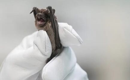 Caen murciélagos congelados de un puente en Houston; calculan cerca de mil 500