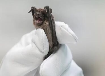 Caen murciélagos congelados de un puente en Houston; calculan cerca de mil 500