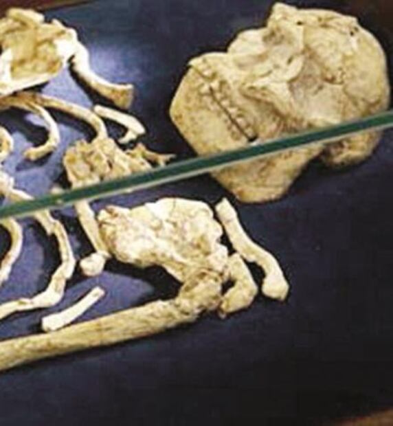 El Foco. "Belisar.io" aprende rápido las "mañas" de los diputados