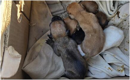 Rescatan a 42 perritos víctimas de maltrato animal en Chihuahua; también aseguran a gatitos y una tortuga