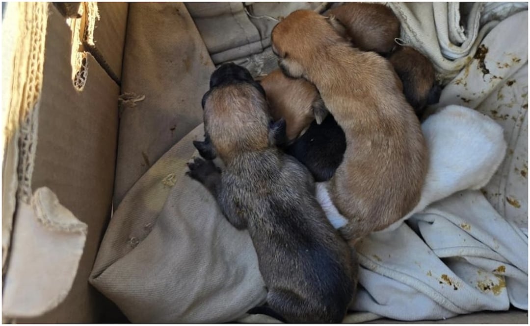 Este 26 de octubre, fueron rescatadas varias mascotas, víctimas de maltrato animal en Ciudad Juárez, Chihuahua; había perritos, gatitos y una tortuga. Foto: Especial