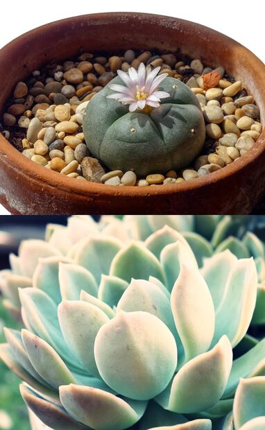 Peyote y Echeveria elegans. Fuente: Pixabay