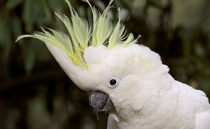 La cacatúa rockera que baila al ritmo de Freddie Mercury 