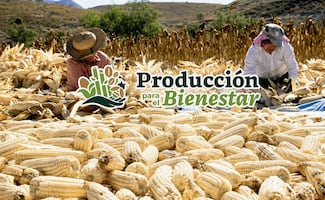 Producción para el Bienestar: ¿cuándo inicia la entrega de apoyos de hasta 24 mil pesos?; así puedes aplicar al programa