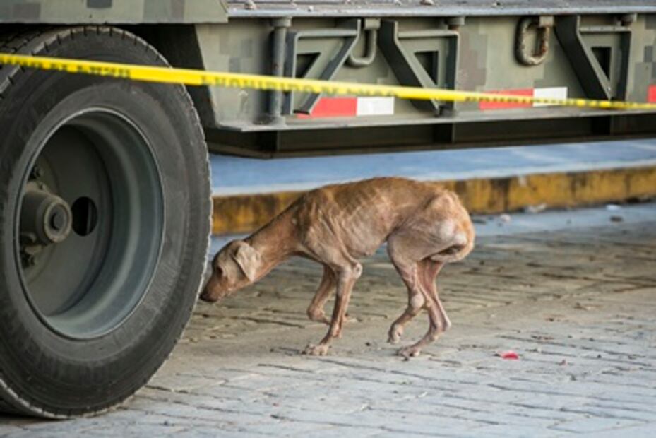 Los perros y los gatos olvidados que dejó el temblor