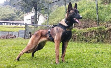 Wilson: Perro hallado en Caquetá no es can que ayudó a encontrar a niños perdidos en Colombia, reportan
