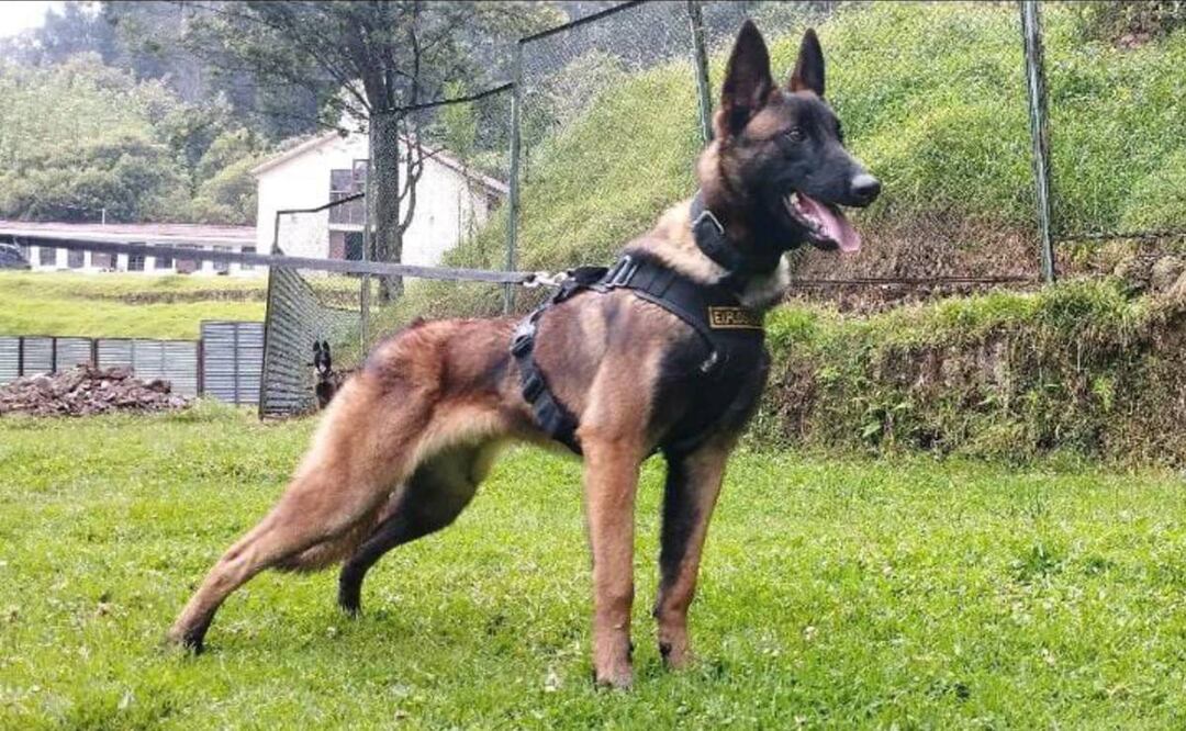 Antes de desaparecer, Wilson dio señales a los rescatistas de que estaban cerca de encontrar a los niños perdidos en la selva de Guaviare. Foto: @FuerzasMilCol