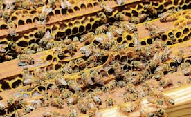 Apicultores denuncian daños por agroquímicos en Yucatán; reportan afectaciones a colmenas