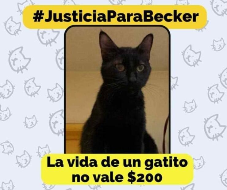 Sentencian a hombre que atropelló a un gato en León, Guanajuato