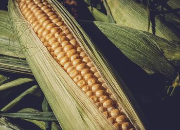 Organizaciones advierten aumento de precios en productos tras prohibición al maíz transgénico