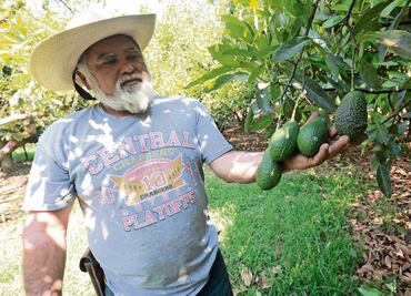 Aguacateros de Donato Guerra solicitan apoyos para exportar