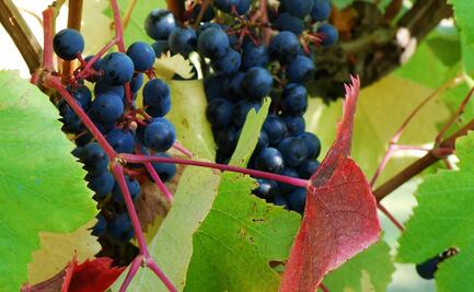 Uruguay está de fiesta: es el día del Tannat 